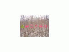 桪ӱ-ȷ--Ƽ