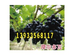 ޽   ĺڼ޽  ά 
