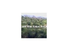 ԰ֺ