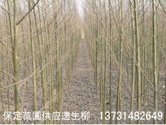 С硢С۸