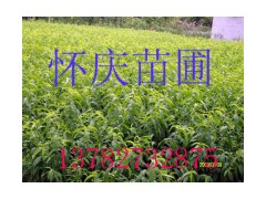 ֲ绳Թȫ
