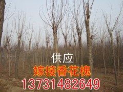 ޽㻨-ӱ޽㻨-޽㻨۸