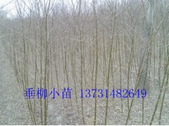 Ӧ-۸-ӱ-С