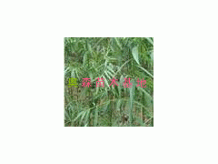 -13731689668-ֳ