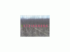 1330-Ʒ500
