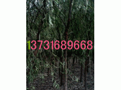 6300-3200
