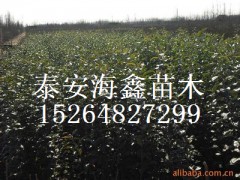 Ͻ˧ƻ磬ƻ磬˧ƻ۸Ͳ