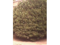 Ҷ-1-10ֱ