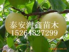 ۸ˣ磬磬Ʒ