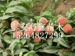 ƻ磬ƻ۸ͣƻС