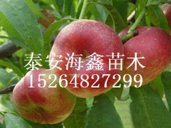 磬磬4.5.13