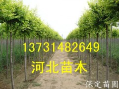 ˦Ҷͼ۴Ҷܣ