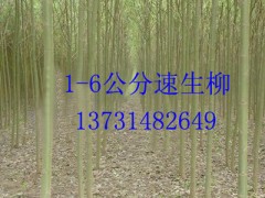 Ӧ44۸