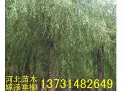 ޽Ӵ| ޽Ӵ¼۸|޽Ӵ|ӱ޽Ӵ