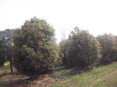 ʯ骼۸/ʯ骲/ʯ骻