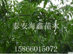 磬磬۸Ͳ