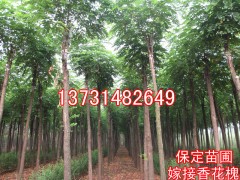 8ּ޽㻨10ּ޽㻨12ּ޽㻨