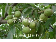 磬磬