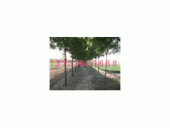 ӱɭľ