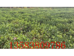 ڷ40ֶ򣤹ڷ50ֶ*ڷ60ֶ