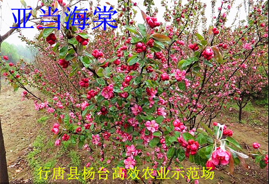 ۺ纣