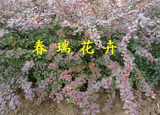 ӦҶŮ꣬ҶСޣСҶŮ