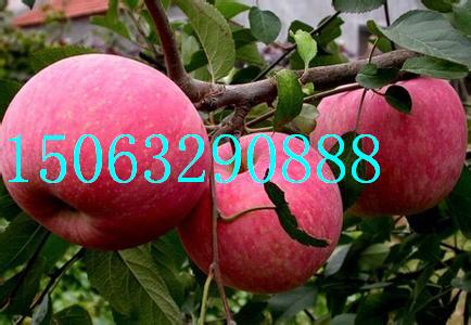 ƻ磬m9t337ƻ磬m26ƻ