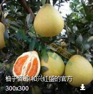 Ƥ磬ƽͽ