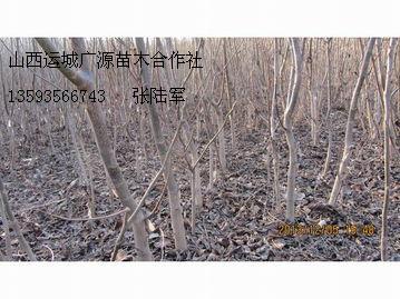 Ӧ12ֺͼŻݹӦ