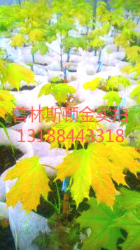 ӦƽС硢