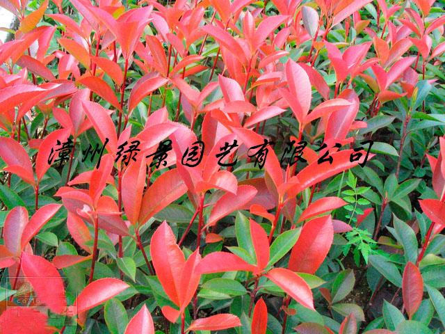 ӦҶʯ,30ֺҶʯ骼۸