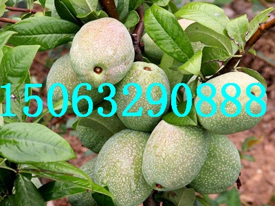 ľ磬ľأľ
