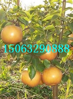 Ӧ磬أľ