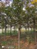 供应米径3-20公分美国山核桃树