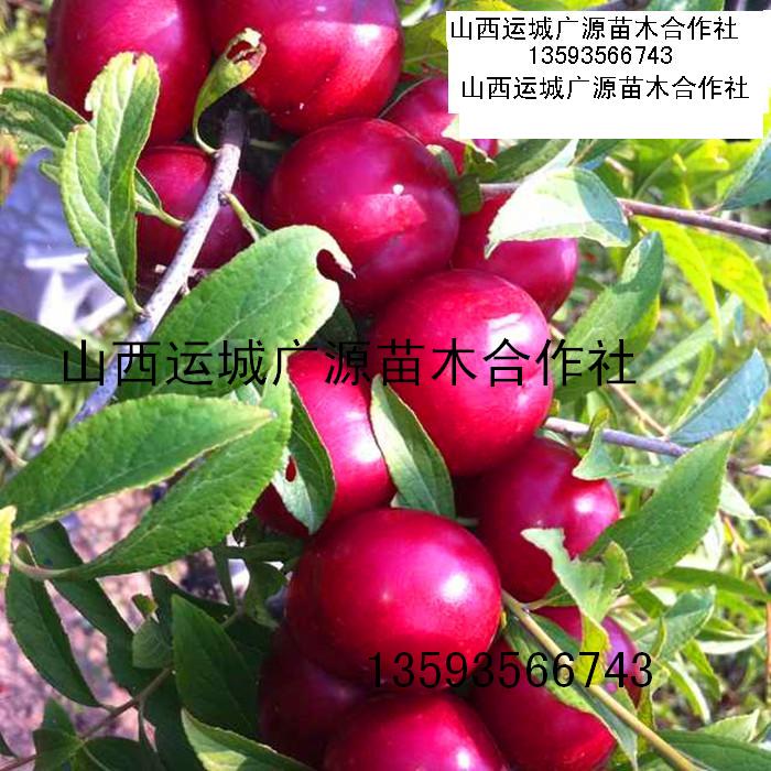 Ӧƹ硢߸Ƹƹͼ۳