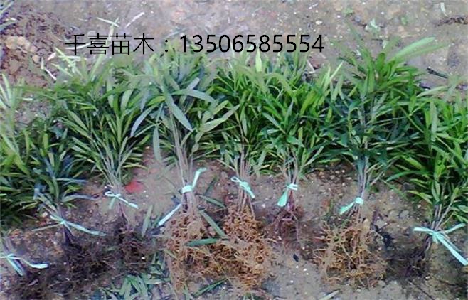 罗汉松小苗 千喜苗木米叶罗汉松,小叶罗汉松