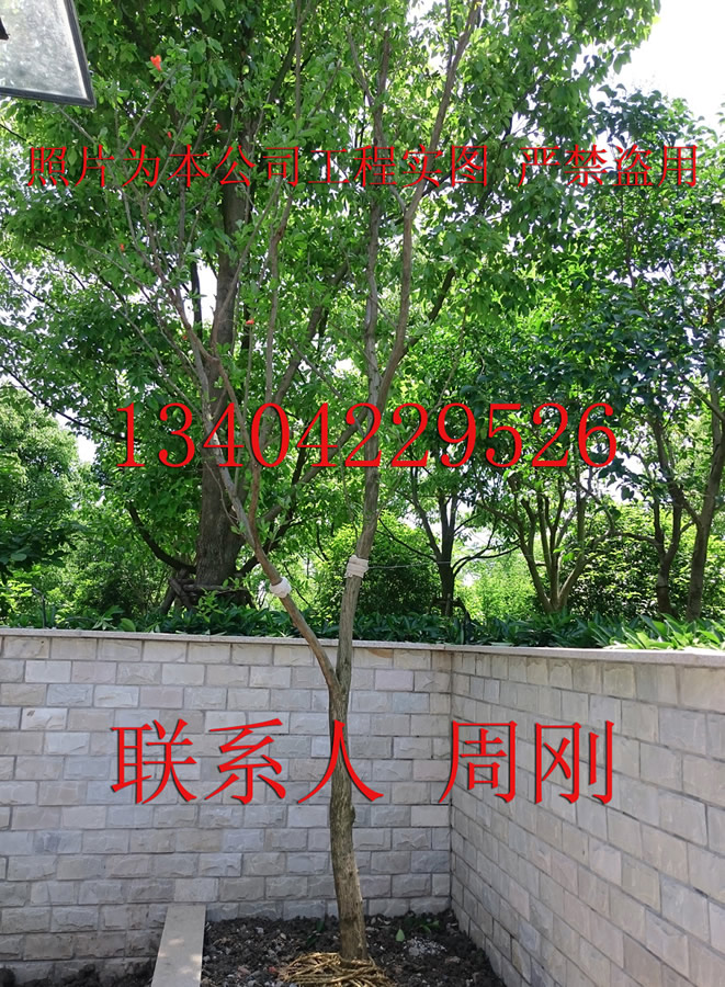 ͥԺľľءľ
