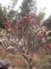 供应古桩红梅盆景双色梅绿萼梅