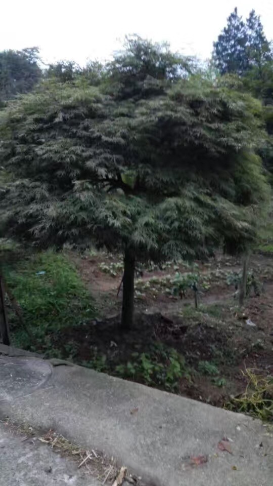 ľ