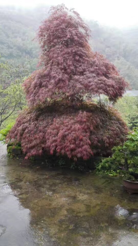 ľ