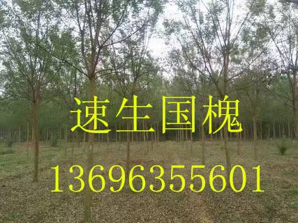 Ӧ13696355601