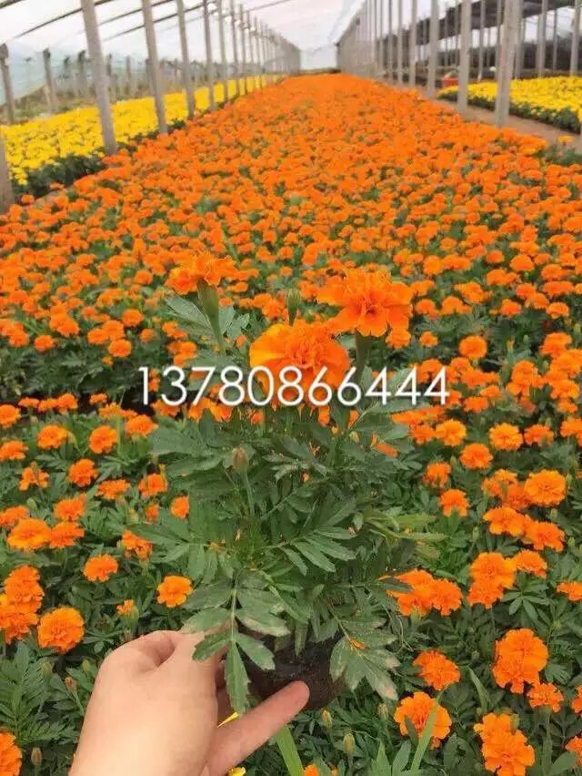 Ӧɽݻ