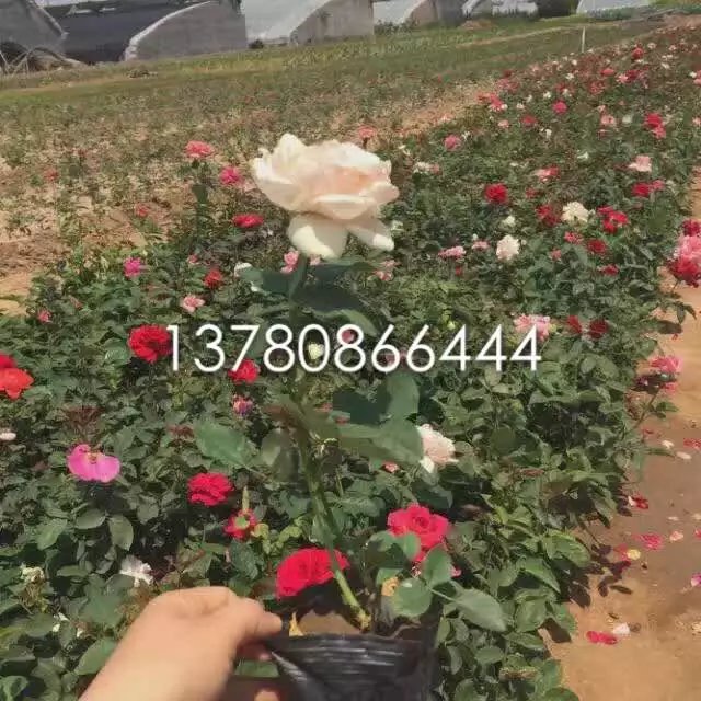 Ӧ¼
