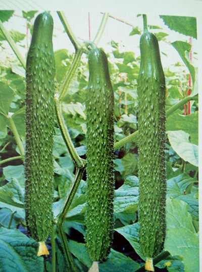 ݻƹ糧 ӻƹϼ޽