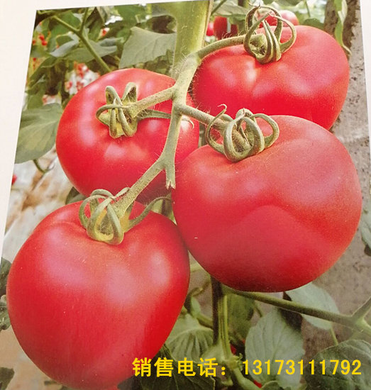 ¬ƹ糧 ӻƹϼ޽