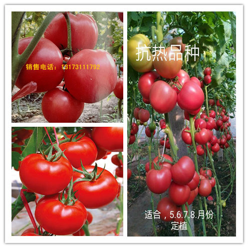 ӰС 糧