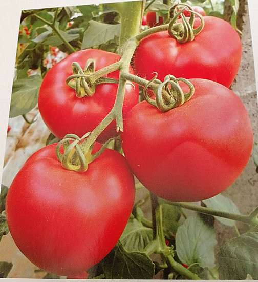  Խ糧