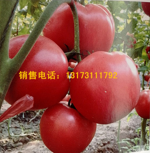 Ȫ 糧