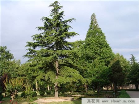 ӳشѩɣ
