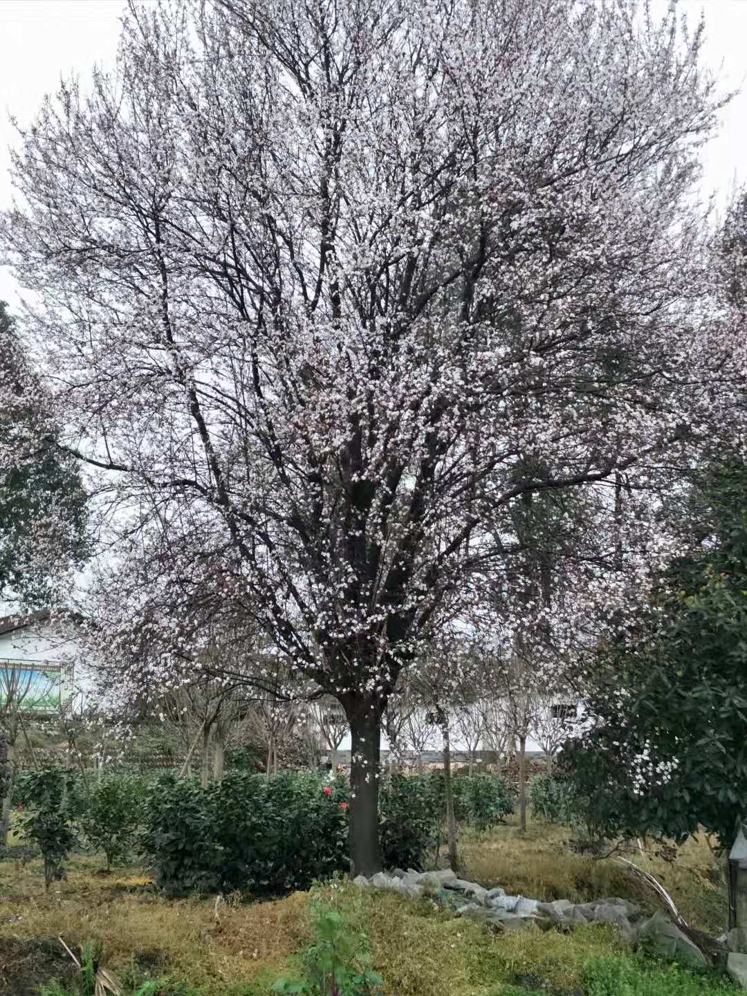 ӦɶҶ